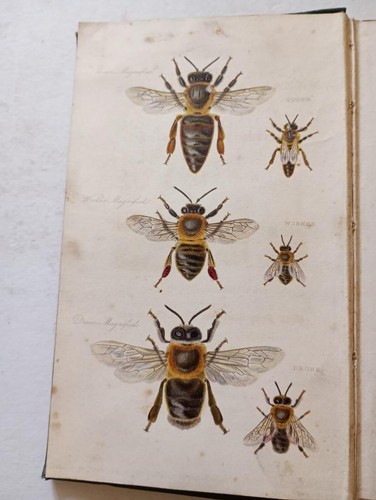 The management bees - the,