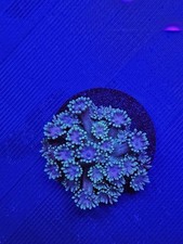  Goniopora Coral wysiwyg 