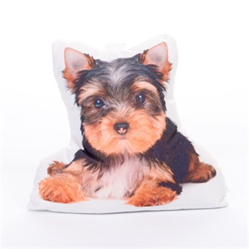 Cute pet - cute,