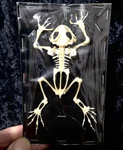 Toad skeleton genuine - toad,