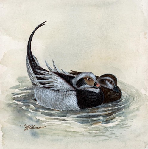 Two ducks watercolour - two,