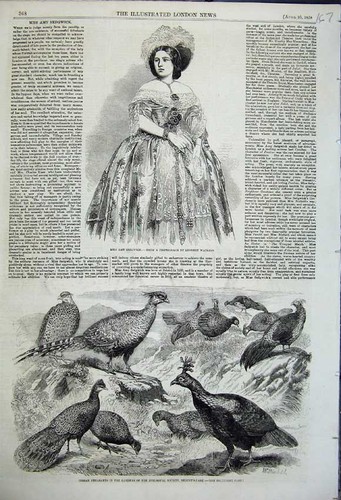 Old antique print miss amy - old,