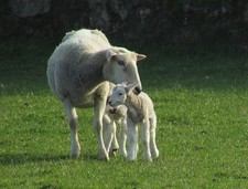 Photo 6x4 Ewe and lambs near