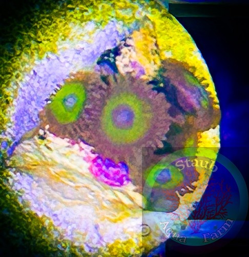 Saf blue eyed zoanthid - saf~blue, coral
