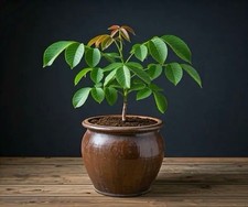 🌿 Premium  Walnut Tree