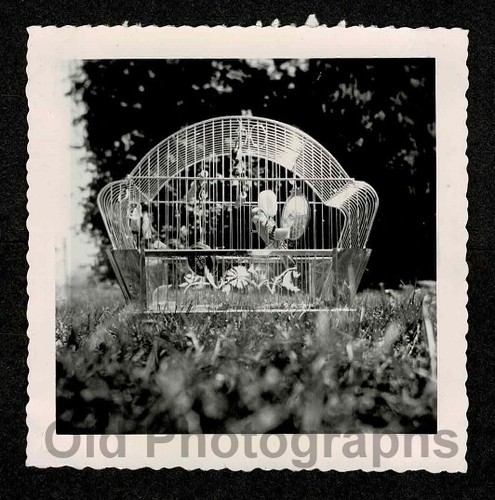 Bird cage pet - bird,