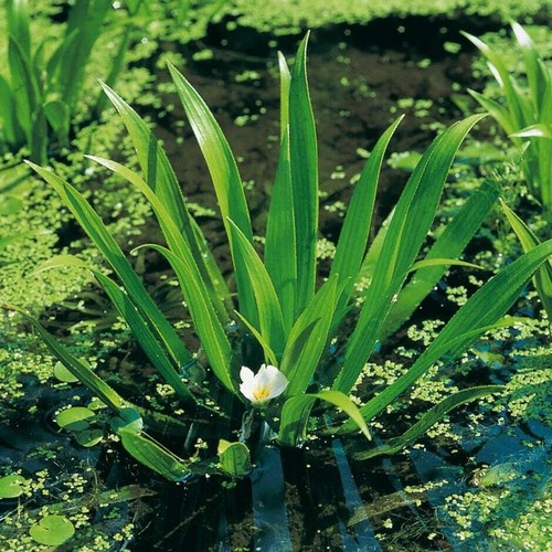 Stratiotes aloides water - stratiotes,