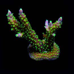 Aquacultured purple jade - purple,