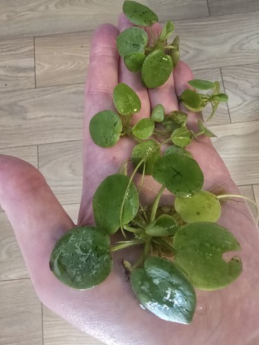 Live frogbit floating - floating, aquarium