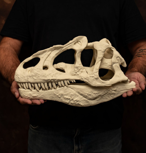 Allosaurus skull replica - allosaurus,