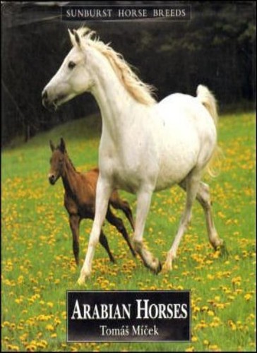 Arab horses sunburst horse - arab,