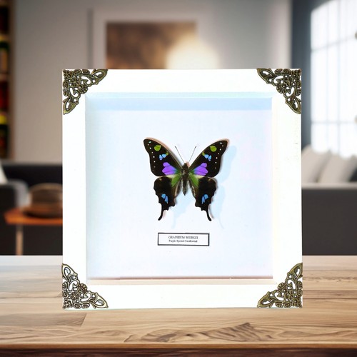 Purple spotted swallowtail - spotted,