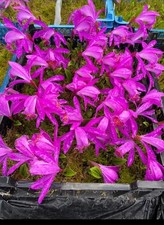 Pleione (Himalayan /Windowsill Orchid) ‘Vicky Sunset’ Flowering Size Bulb X 1