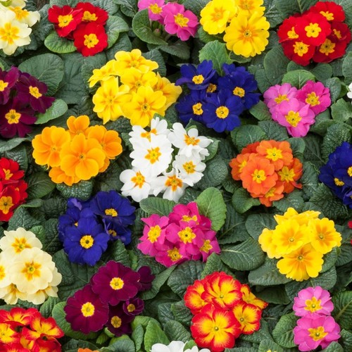 Primrose mix colourful - -,