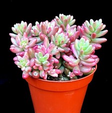Sedum × rubrotinctum 'pink
