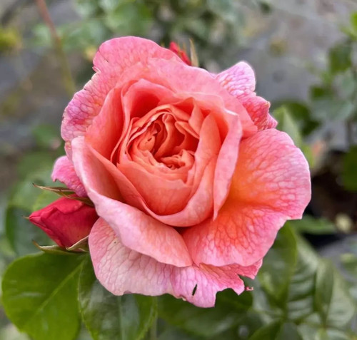 Dearest carol ltr potted - -, 4