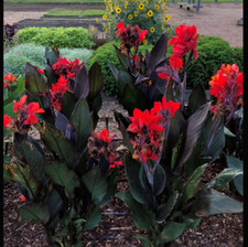 Canna cannova Bronze Scarlet Plant Perennial 1 x 1 Litre Pot 6" High