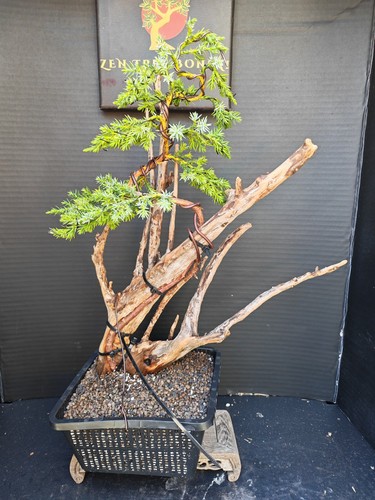 Tanuki needle juniper bonsai - needle,