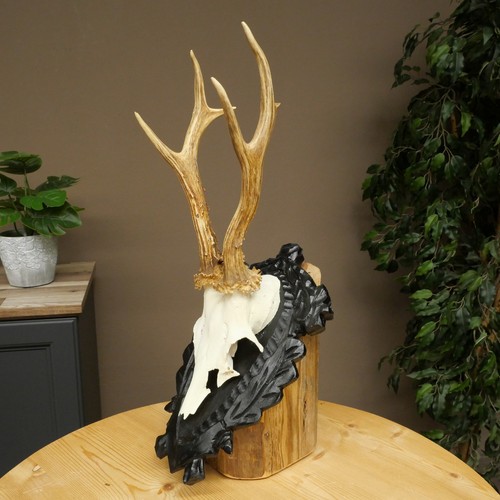 Used rehbock deer - deer, antler