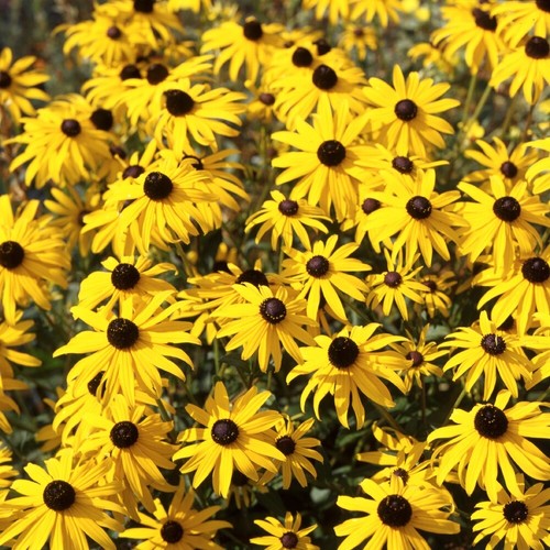 Rudbeckia goldstrum r - -, (r