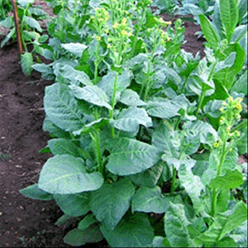 Isleto puablo tobacco - isleto,