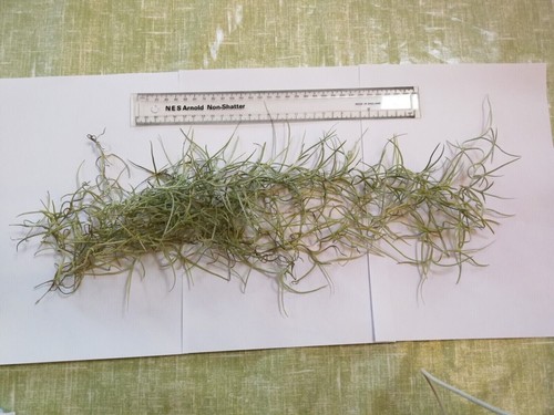 Spanish moss trailing airplant - moss,