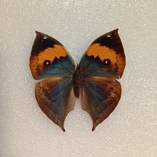 Orange oak leaf butterfly set - orange,