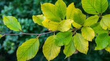 50 X COMMON BEECH FAGUS