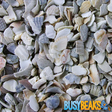 BusyBeaks Hen Sized Oyster