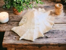 Large big white lambis sea - big,