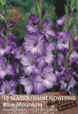 Gladioli 'Blue Mountain'