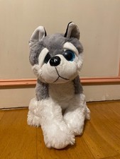Cute grey and white wolf/ dog