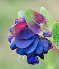 15 - 30 seeds Cerinthe Major Honeywort Purpurescens blue shrimp plant