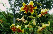 3 ROBERT SWANSON ORIENTAL