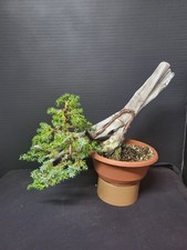 Tanuki Needle Juniper Bonsai