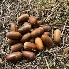 50 English oak acorns freshly