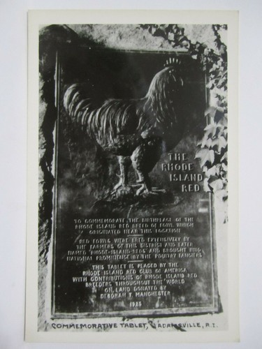 The rhode island red - the,