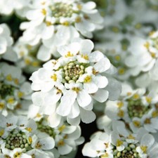 Iberis Plug Plants Garden