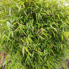 Fargesia Pingwu Hardy Non-Invasive Bamboo Garden Plant Ideal for Screening