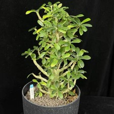 Dorstenia gigas Schweinf. ex