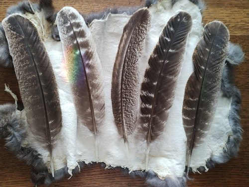 Barred turkey feather - barred,