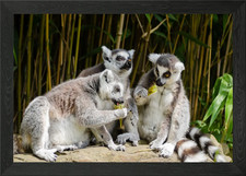 three lemur squirrel Framed