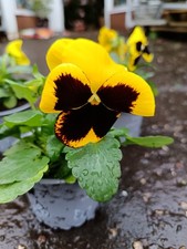 3 X Yellow Pansy Plants | Easy