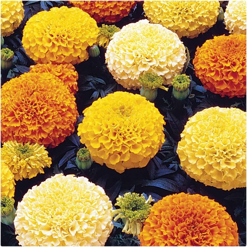 African marigold inca mix - african,