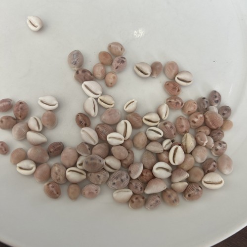 100 pink cowrie - 100, shells