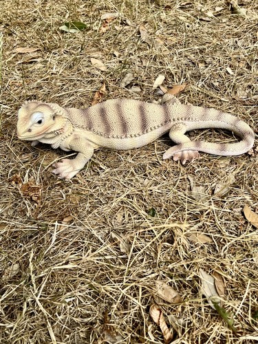 Bearded dragon lizard vivid - bearded,