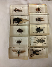 Set of 10 real insects in