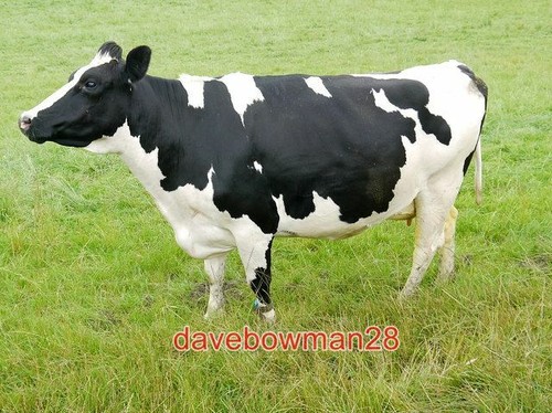 Photo friesian dairy cow - , this