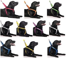 Husky Bull Mastiff Rottweiler