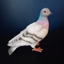 Beautifully Coloured Pigeon